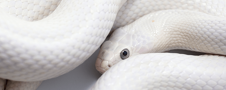 幸運の白い蛇のイメージ