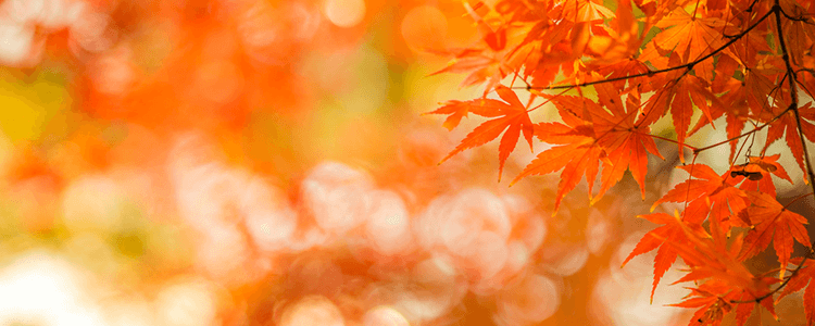 秋のムードのイメージ