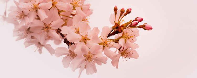 咲く桜のイメージ