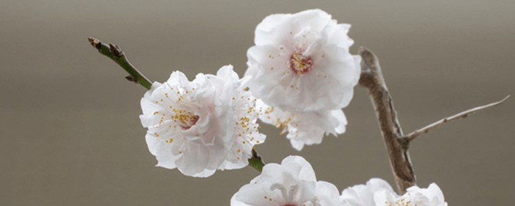 白い梅の花のイメージ