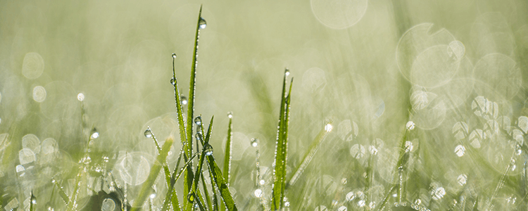 梅雨の雨に濡れる草