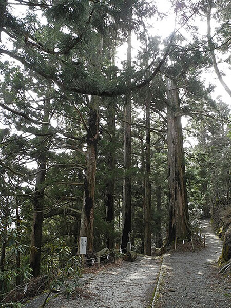 玉置神社境内にある杉の巨樹群