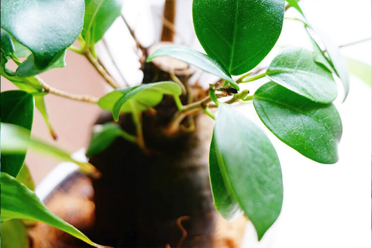 全ての部屋に置けるオススメの観葉植物は？