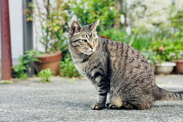 猫を見たときのスピリチュアルな意味
