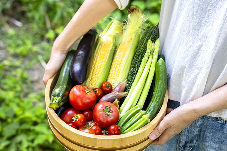 ①：8月は夏野菜の収穫の最盛期