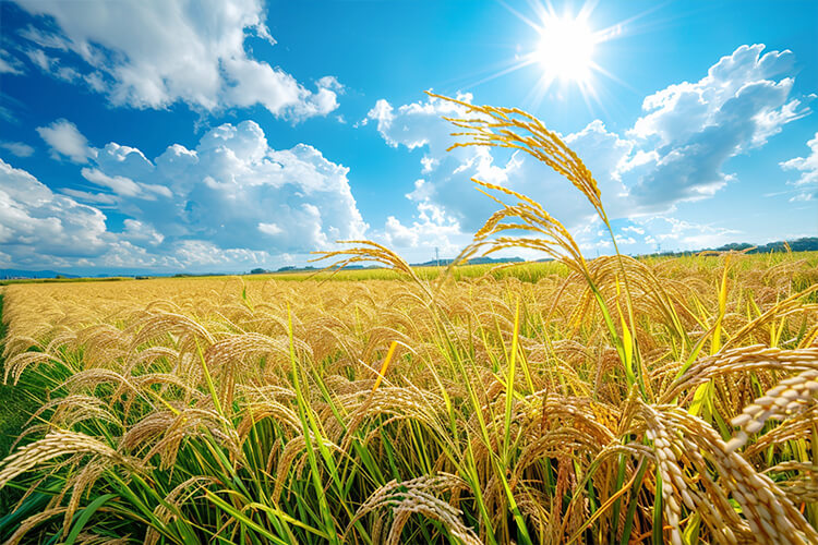 お米一粒に「八十八の神様」が宿るという伝承