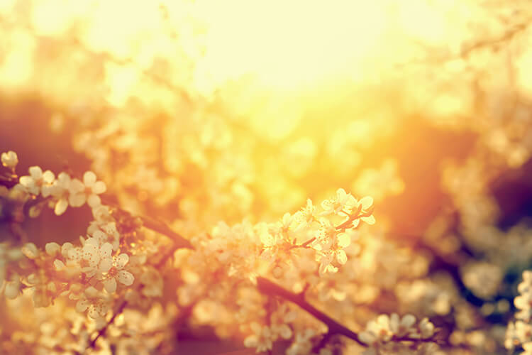 次元上昇に対する答えを導いた「春分のメッセージ」