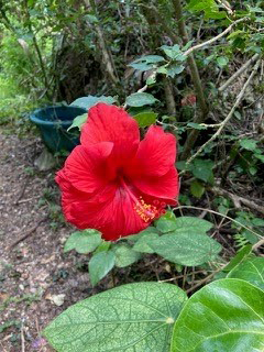 浜比嘉島の綺麗な花