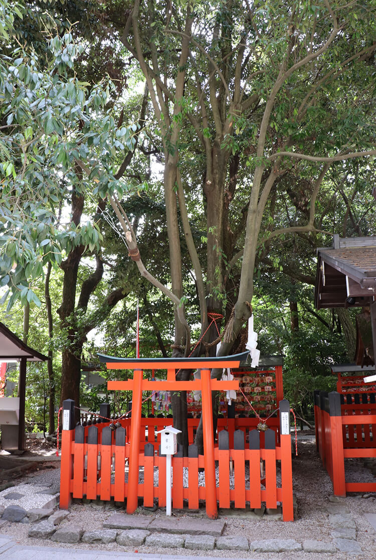 賀茂御祖神社（下鴨神社）の連理の賢木。