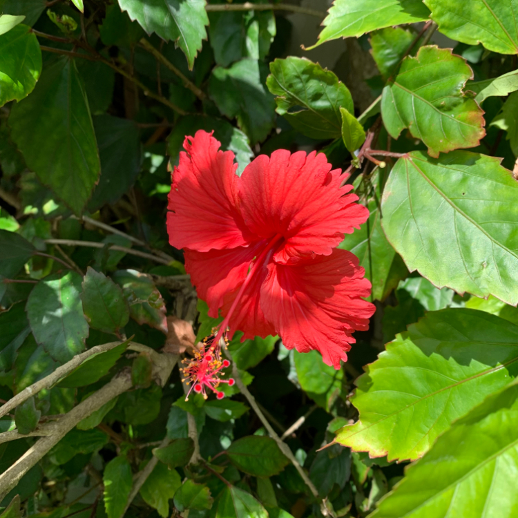 ハイビスカスの花