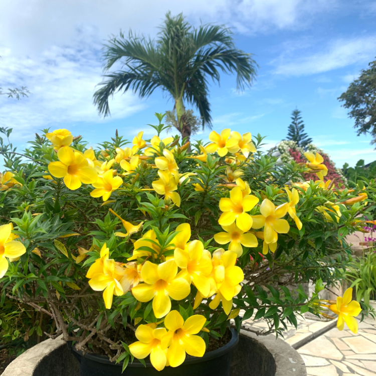 アラマンダの花